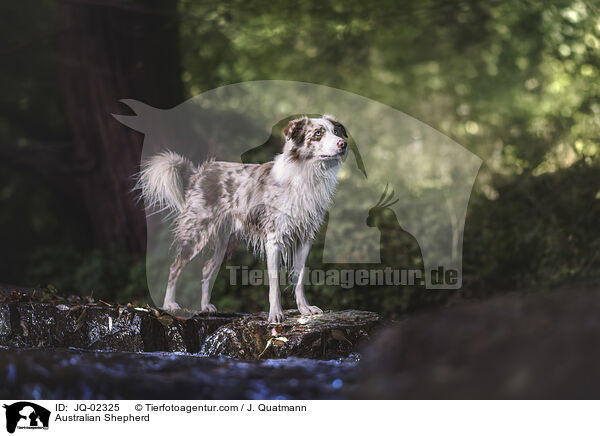 Australian Shepherd / Australian Shepherd / JQ-02325