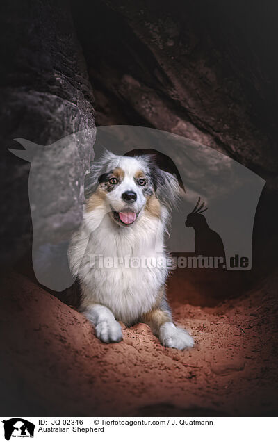 Australian Shepherd / Australian Shepherd / JQ-02346