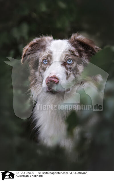 Australian Shepherd / Australian Shepherd / JQ-02399