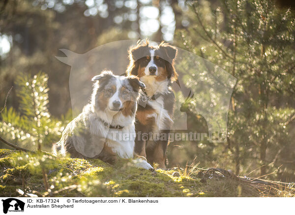 Australian Shepherd / Australian Shepherd / KB-17324