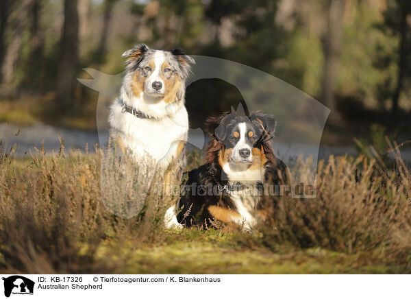 Australian Shepherd / Australian Shepherd / KB-17326