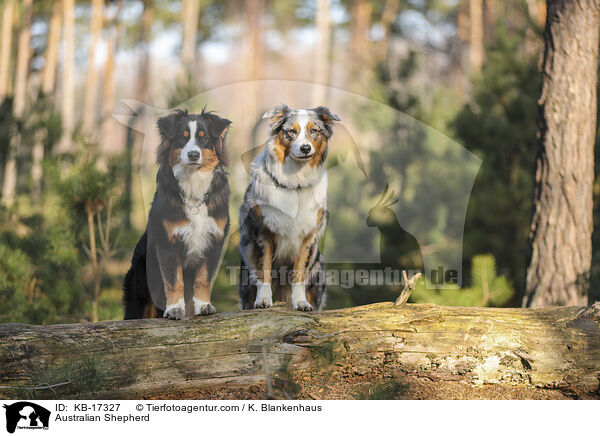 Australian Shepherd / Australian Shepherd / KB-17327