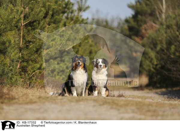 Australian Shepherd / Australian Shepherd / KB-17332
