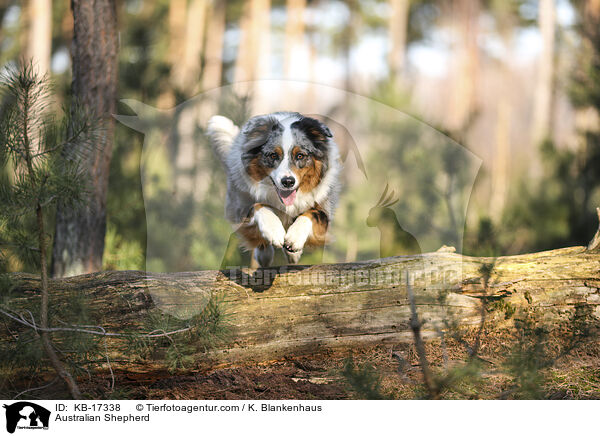 Australian Shepherd / Australian Shepherd / KB-17338