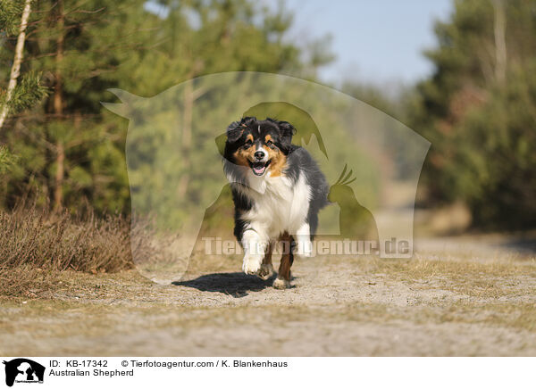 Australian Shepherd / Australian Shepherd / KB-17342