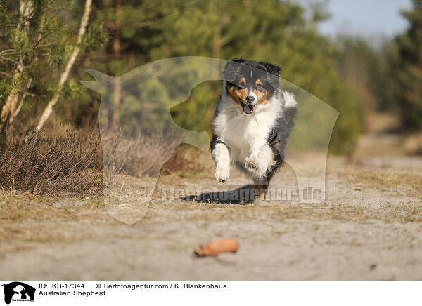 Australian Shepherd / Australian Shepherd / KB-17344