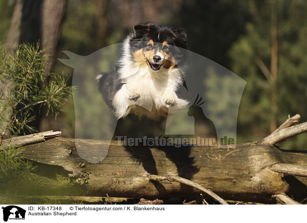Australian Shepherd / Australian Shepherd / KB-17348