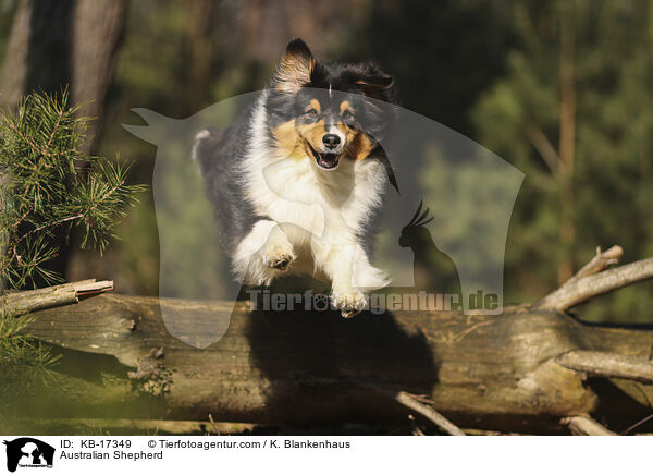 Australian Shepherd / Australian Shepherd / KB-17349