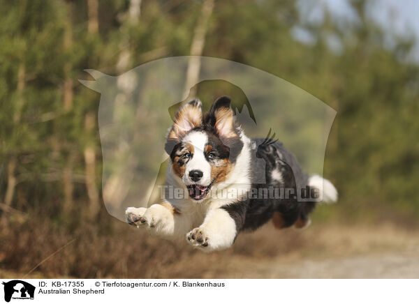 Australian Shepherd / Australian Shepherd / KB-17355