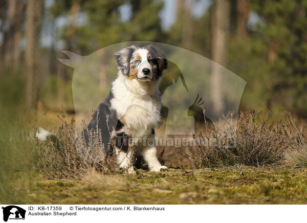 Australian Shepherd / Australian Shepherd / KB-17359