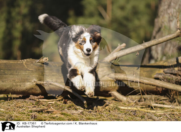 Australian Shepherd / Australian Shepherd / KB-17361
