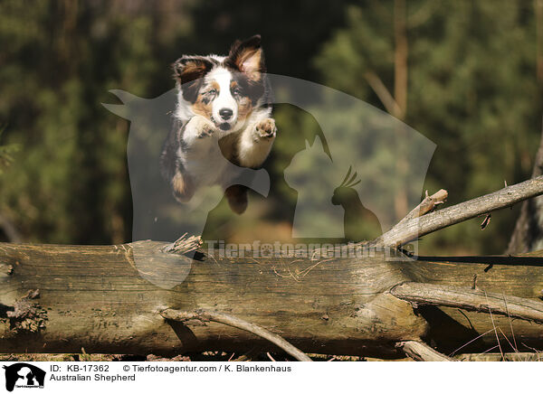Australian Shepherd / KB-17362