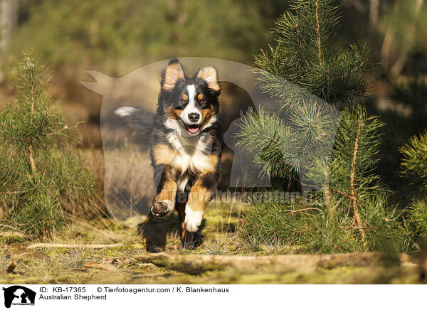 Australian Shepherd / Australian Shepherd / KB-17365
