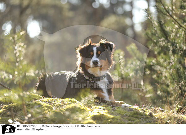 Australian Shepherd / Australian Shepherd / KB-17368