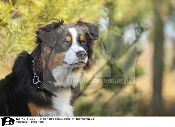 Australian Shepherd / Australian Shepherd / KB-17370
