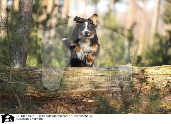 Australian Shepherd / Australian Shepherd / KB-17371