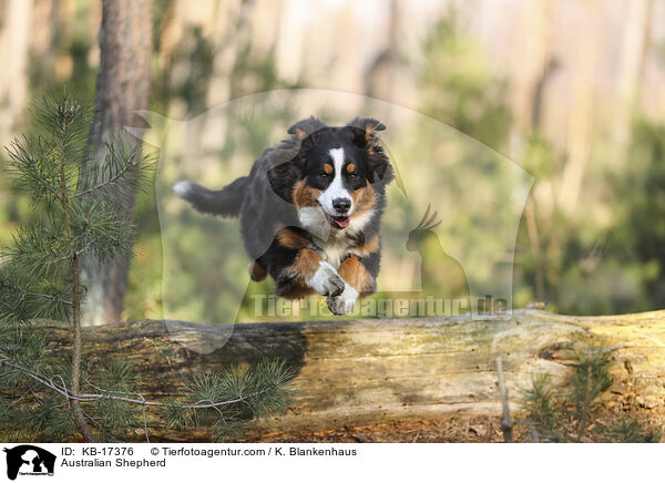 Australian Shepherd / Australian Shepherd / KB-17376