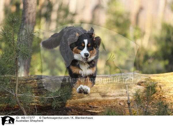 Australian Shepherd / Australian Shepherd / KB-17377