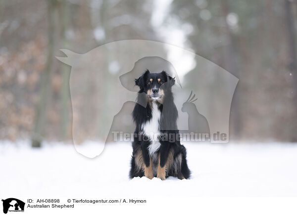 Australian Shepherd / Australian Shepherd / AH-08898