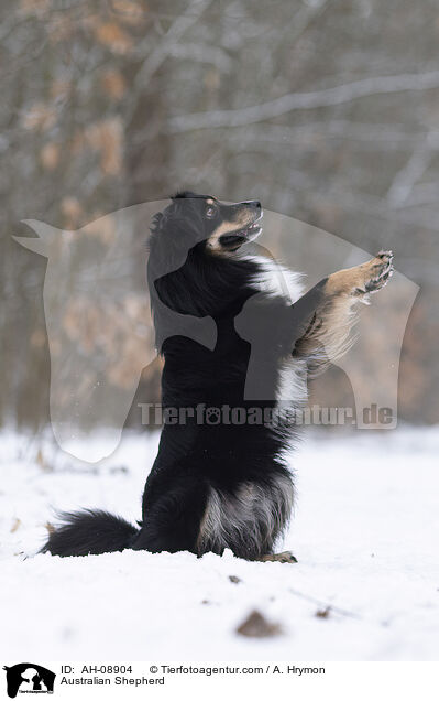 Australian Shepherd / Australian Shepherd / AH-08904
