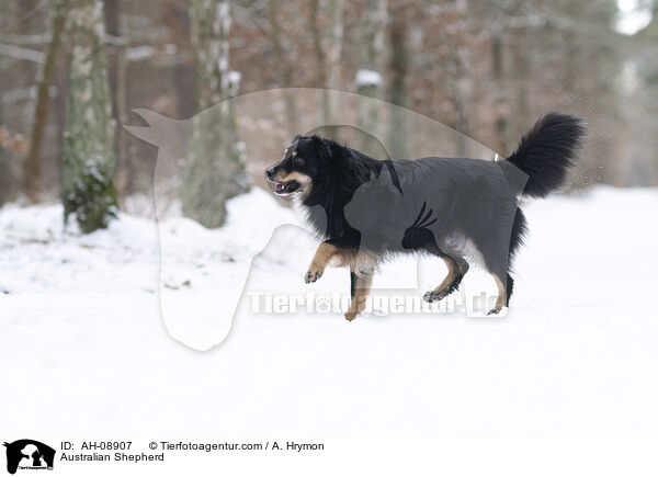 Australian Shepherd / Australian Shepherd / AH-08907