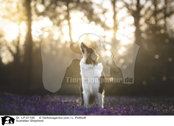 Australian Shepherd / Australian Shepherd / LP-01195