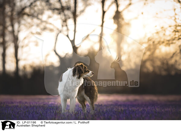 Australian Shepherd / Australian Shepherd / LP-01196