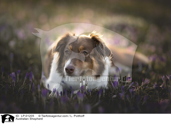 Australian Shepherd / Australian Shepherd / LP-01205