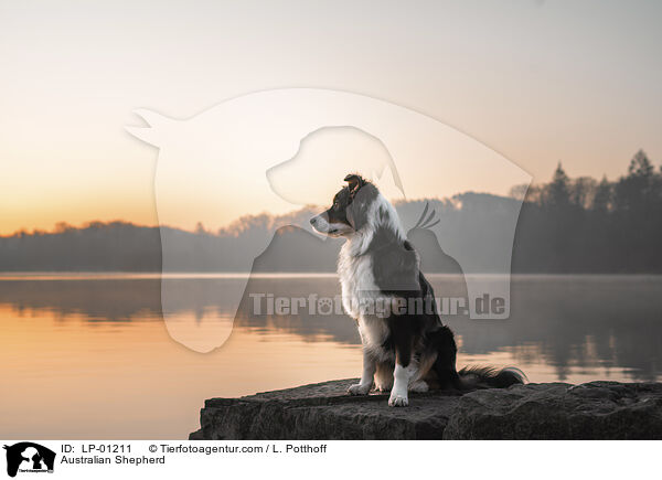 Australian Shepherd / Australian Shepherd / LP-01211