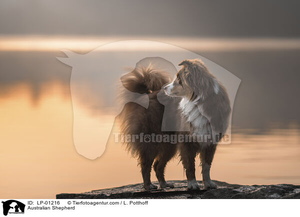 Australian Shepherd / Australian Shepherd / LP-01216