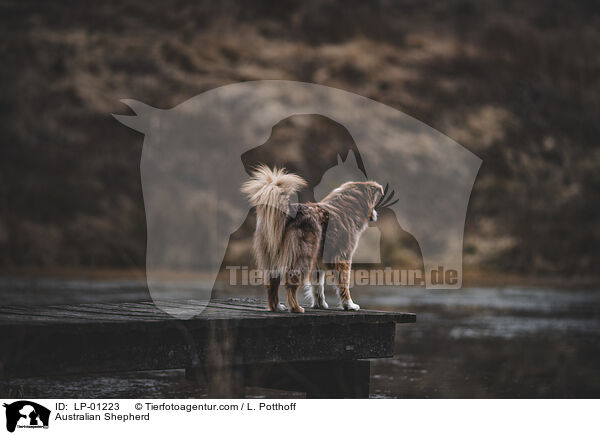 Australian Shepherd / Australian Shepherd / LP-01223