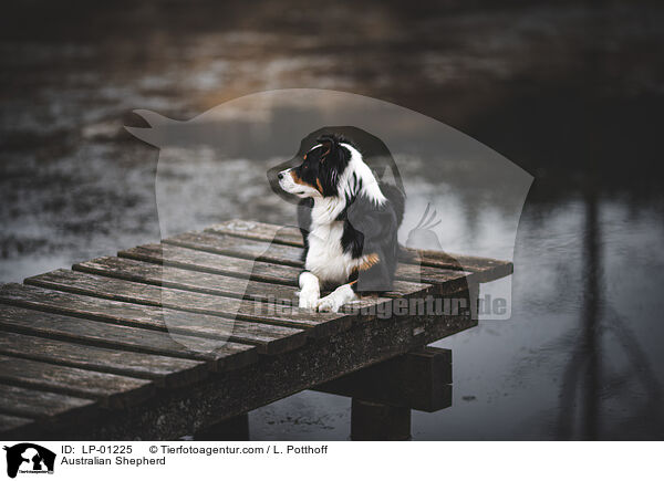 Australian Shepherd / Australian Shepherd / LP-01225
