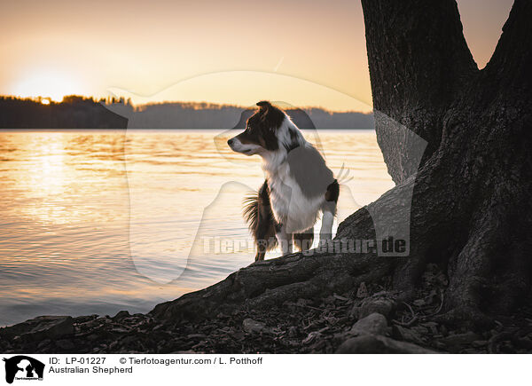 Australian Shepherd / Australian Shepherd / LP-01227
