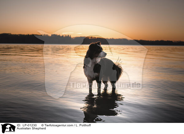 Australian Shepherd / Australian Shepherd / LP-01230