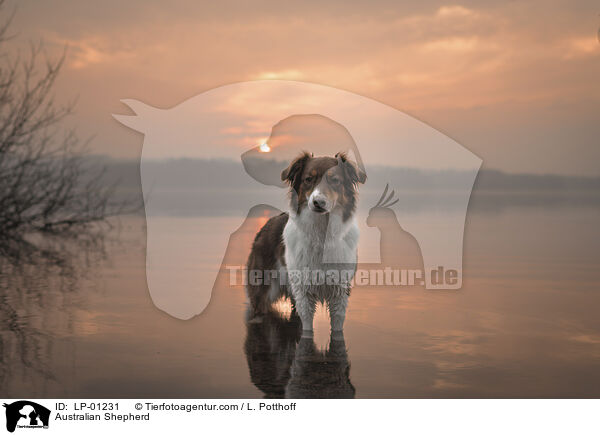Australian Shepherd / Australian Shepherd / LP-01231