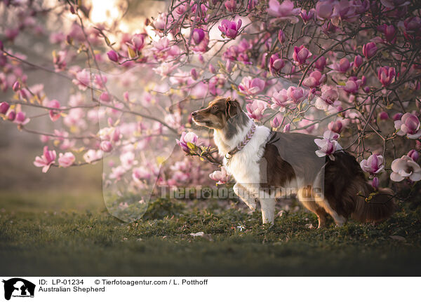 Australian Shepherd / Australian Shepherd / LP-01234