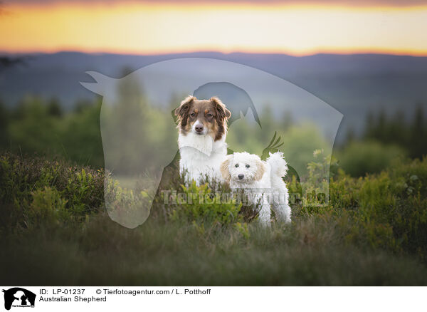 Australian Shepherd / Australian Shepherd / LP-01237