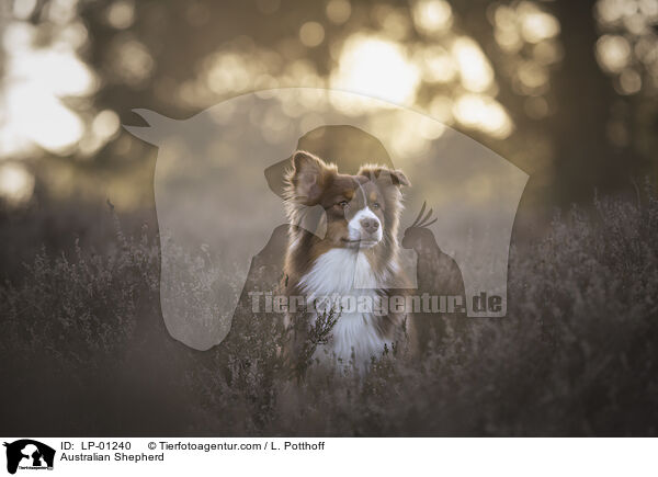 Australian Shepherd / Australian Shepherd / LP-01240