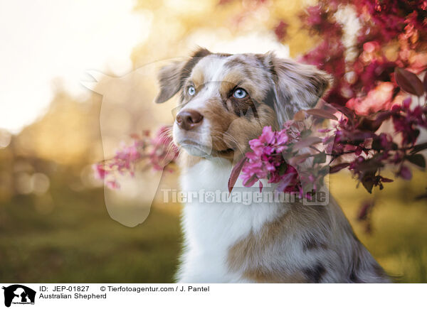Australian Shepherd / Australian Shepherd / JEP-01827