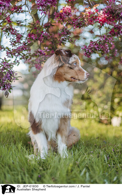 Australian Shepherd / Australian Shepherd / JEP-01830