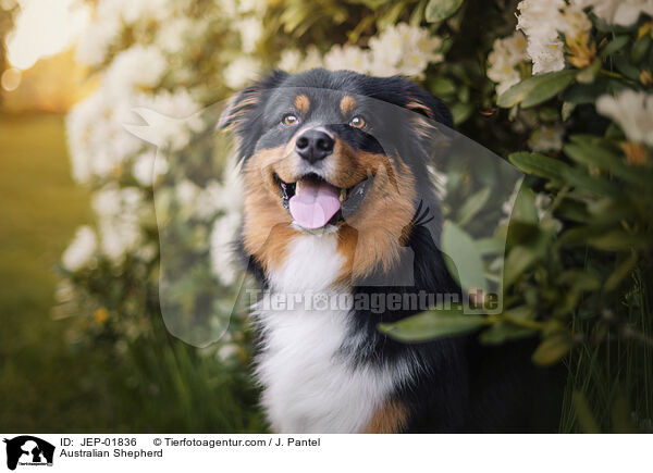 Australian Shepherd / Australian Shepherd / JEP-01836