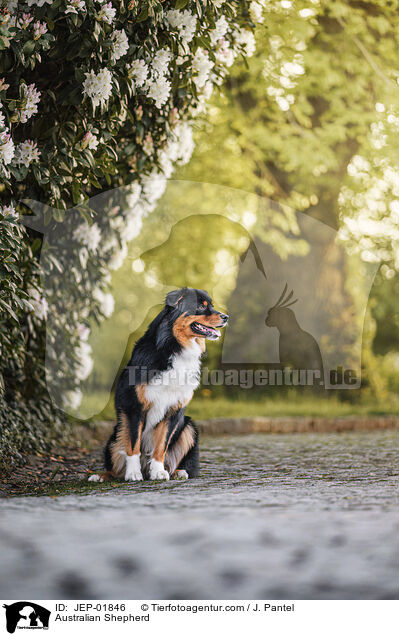 Australian Shepherd / Australian Shepherd / JEP-01846