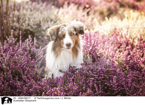Australian Shepherd / Australian Shepherd / JAM-06617