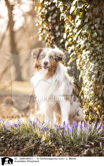 Australian Shepherd / Australian Shepherd / JAM-06631