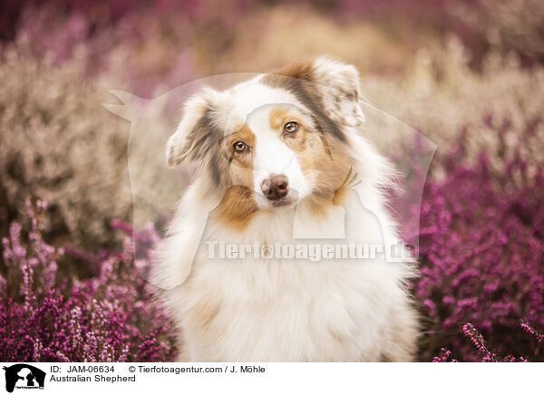 Australian Shepherd / Australian Shepherd / JAM-06634