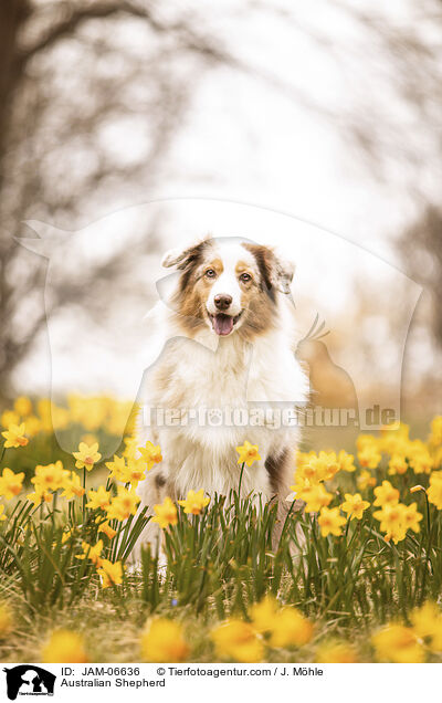 Australian Shepherd / Australian Shepherd / JAM-06636
