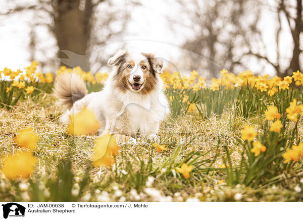 Australian Shepherd / Australian Shepherd / JAM-06638