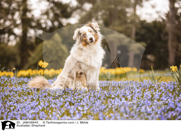 Australian Shepherd / Australian Shepherd / JAM-06640