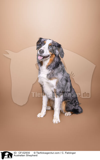 Australian Shepherd / Australian Shepherd / CF-02930