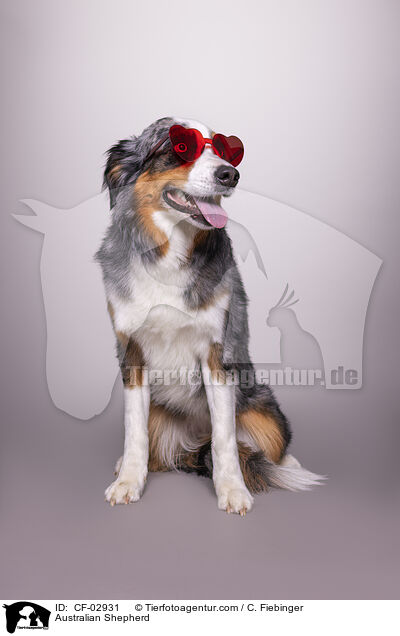 Australian Shepherd / Australian Shepherd / CF-02931